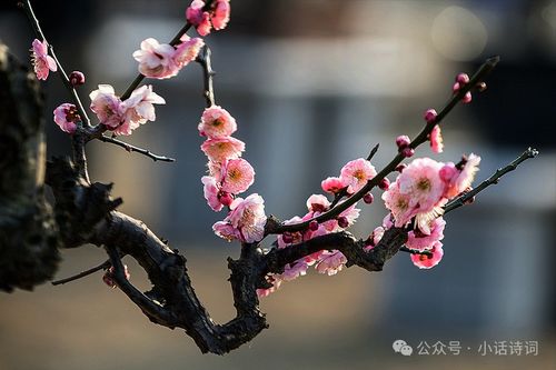 三角梅花为什么会有如此璀璨多彩的颜色和鲜艳的花型呢