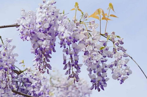 北方早春花卉， 春天的使者