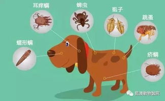 季度性驱虫，寄生虫为何屡驱不净