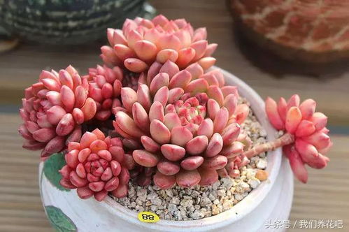 奥利维亚多肉养护攻略：新手避坑指南，三步养出果冻色多肉！