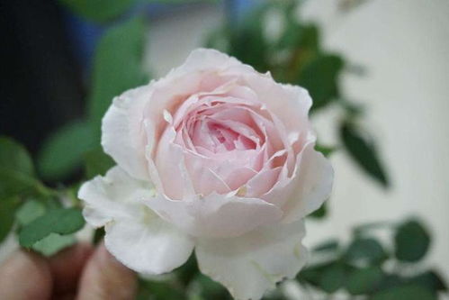 养护环境，那可是关键