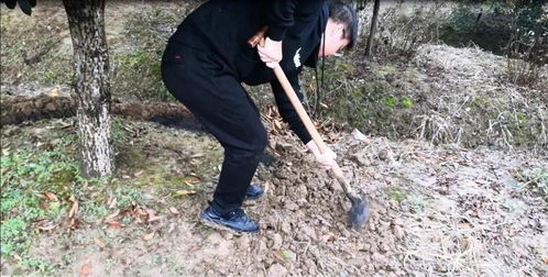 园林植物冬季施肥， 保暖又促生长的秘诀