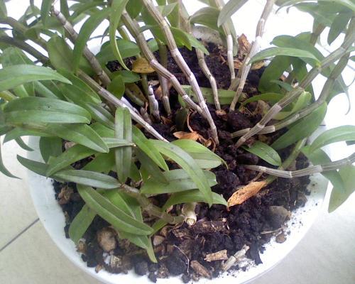 黑土适合种植哪些植物？有哪些作物在黑土地上生长效果最佳