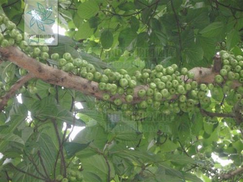 惯与聚果榕的科属分类