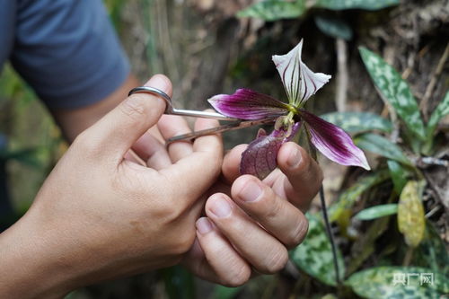 牛蒡种植需要怎样的土壤、水分和光照条件