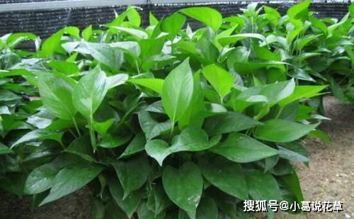 禾雀花， 比绿萝还好养