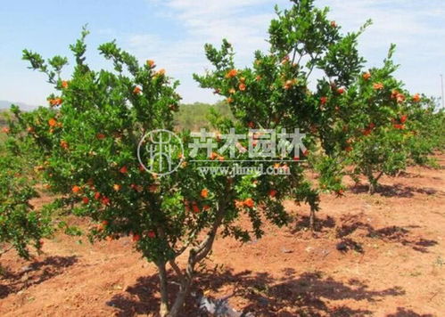 石榴花种类繁多， 各有各的特色