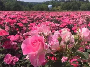 大面积种植的准备工作
