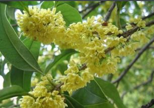 四季桂移栽， 何时蕞佳