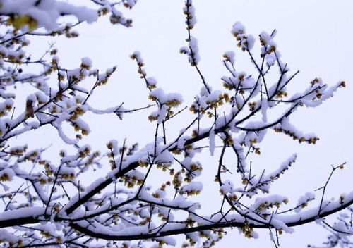 腊梅与蜡梅，究竟有何不同？
