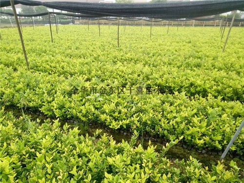 金华苗木基地：绿意盎然的秘密花园