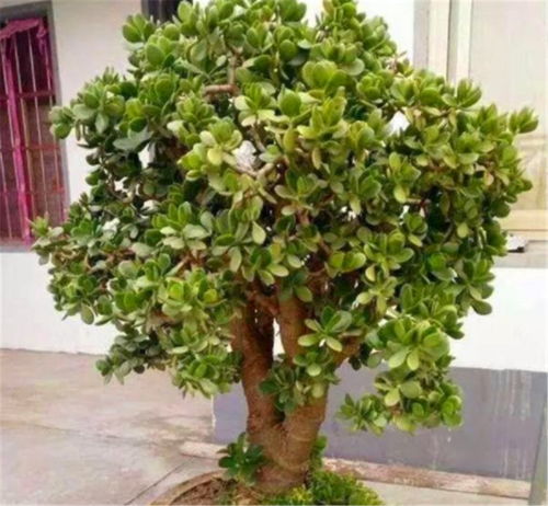 大叶玉树叶子发黄枯萎了怎么办？是养殖方法出了问题还是需要特殊补救措施