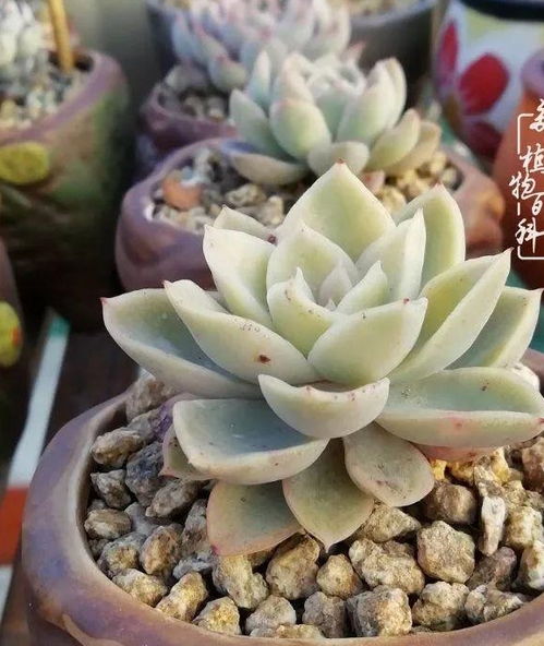 多肉吊养墙挂，格调翻倍！爆款多肉，养眼必备！