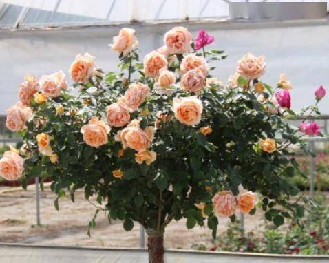 嫁接月季花，4个要点让你轻松提高成活率！