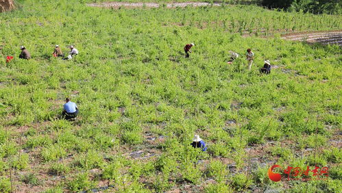 土壤选择与基肥