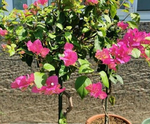 心月季的花期是多长？