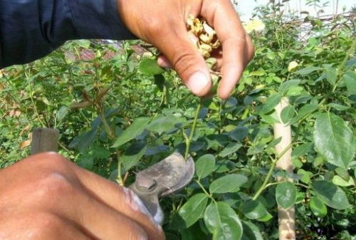 开花后的剪枝图解