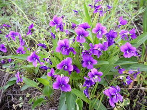 一、 紫花地丁：小草也嫩绽放大美丽