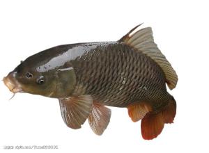 和尚鱼可以和哪些鱼种混养，有没有什么特别好的混养鱼种推荐？