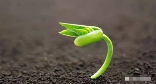 正确的种植方法有哪些？