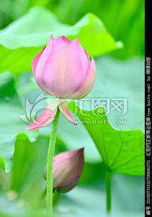 荷花的成长之路