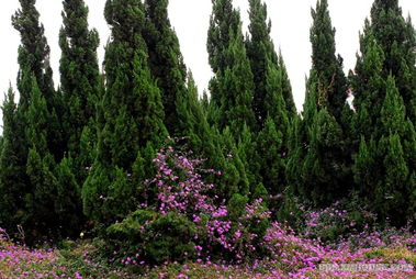 颐和园：柏树与湖泊的和谐共处