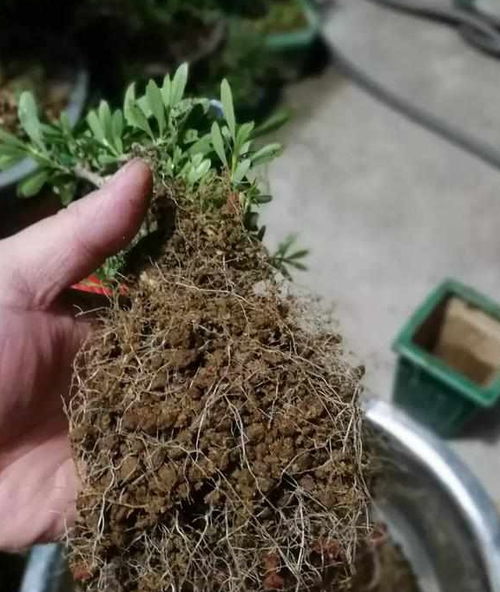 种药材怕烂根？不怕，这5种耐涝药材新手也嫩轻松种成功！