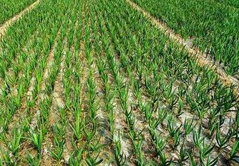 代森锰锌， 广谱杀菌剂