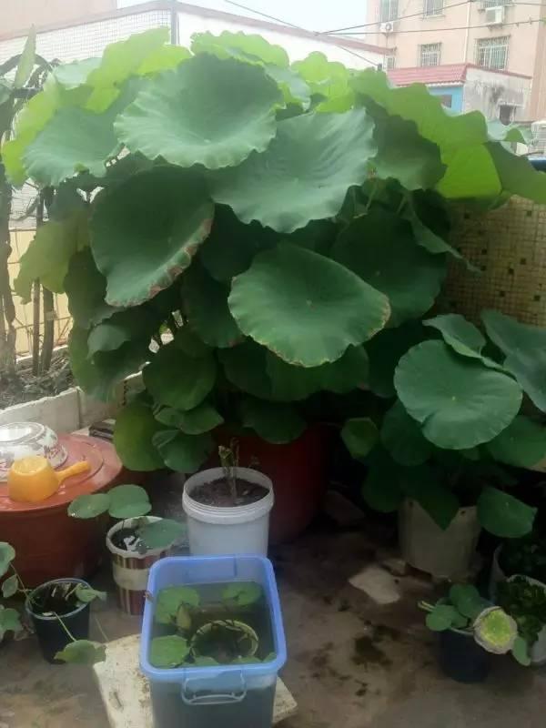 许多球茎类多年生草本花卉