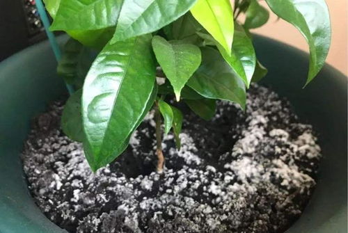 小榕树叶子大量掉落，是土壤问题还是病虫害引起的