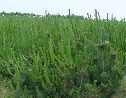 裸根苗苗木运输包装：保持新鲜度的秘密武器