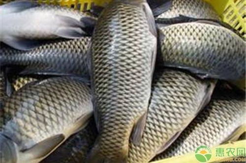 草鱼饲料每斤多少钱，4-6斤重的草鱼现价是多少一斤？