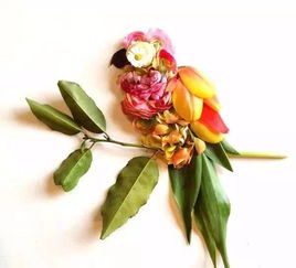 花瓣与叶色搭配技巧