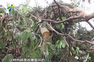 贺州茶油树种植基地：政府补助助力，轻松种出好油！