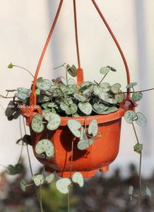 爱之蔓的土壤选择和修剪后的处理