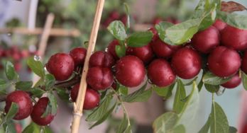 钙果的后来啊与成熟期