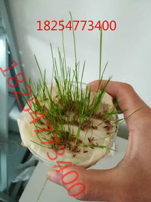 苔藓与景天科植物的入侵