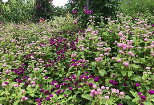 重点安利三角梅：植物界劳模， 耐晒耐高温