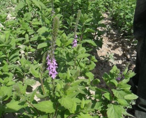 山东名贵花卉：大自然的瑰宝