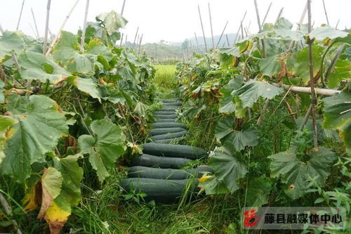 “高效冬瓜种植攻略，四季皆宜，轻松丰收！”