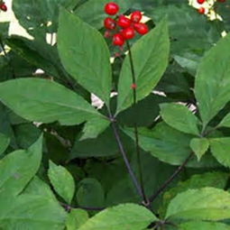 人参叶子长成这样还嫩食用吗？是正常生长还是病变了？