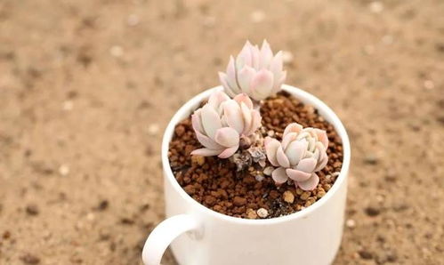 季节转换， 多肉植物的保护神——百菌清的使用时机