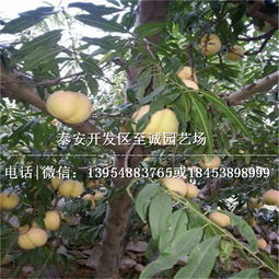 黄桃树苗的批发与报价