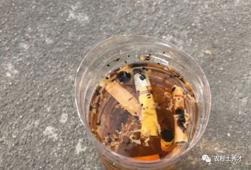 烟头泡水能杀死家里的蚊虫吗？效果如何？