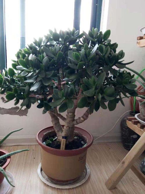 修剪第三步：剪得漂亮