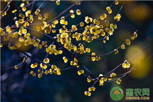 腊梅的“家”，这么选