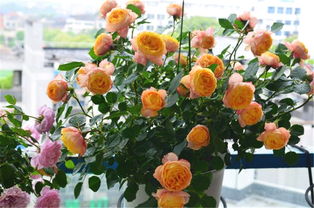 月季花叶子病的那些事儿