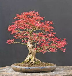 施肥、浇水要适量