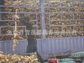 莲藕种植小窍门有哪些？如何提高莲藕产量和品质