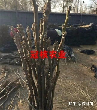 核桃苗培育技术，如何轻松种出优质核桃树苗